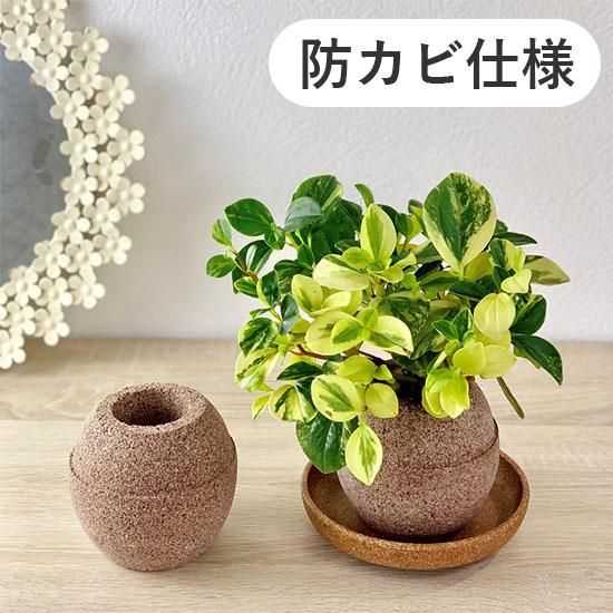 カビが生えない植木鉢の通信販売 | 水を溜め込む鉢 | LOHAS PLAZA