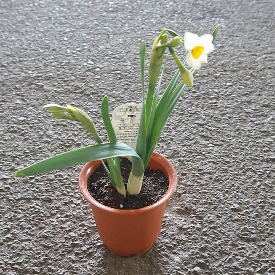 日本水仙苗の通信販売 | ロハスプラザ