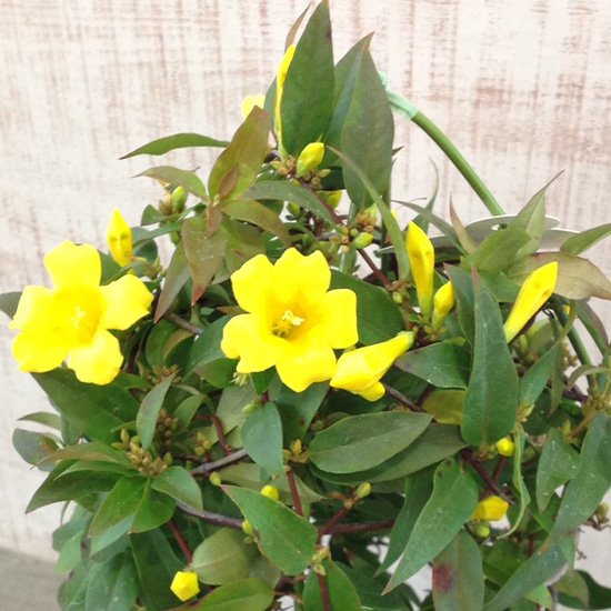 カロライナジャスミン苗の通信販売 春に黄色い花がたくさん咲くつる性植物 ロハスプラザ