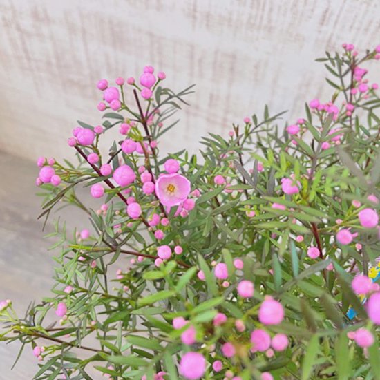 ボロニア苗の通信販売 春にピンク色の花が咲きよい香りがする植物 ロハスプラザ
