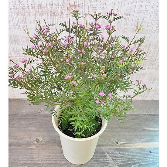 花苗】斑入りボロニア ホワイトラブ ボロニアピナータ オージー