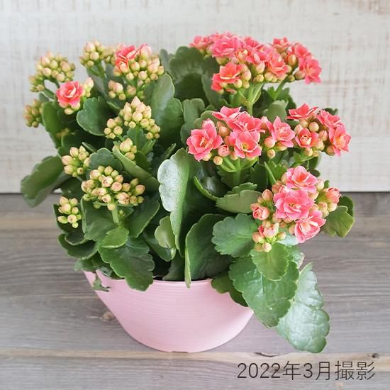 カランコエ クイーンローズ 八重咲き (ピンク) 6号 鉢植えの通信販売 