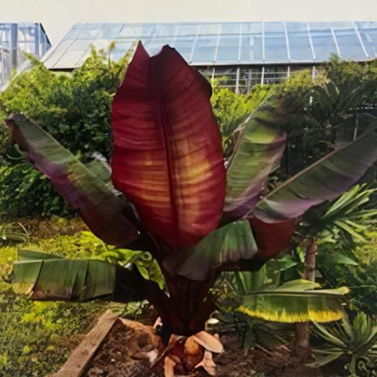 ★エンセテマウレリー★苗　特大サイズ 数量限定】☆エンセテマウレリー☆苗 希少ガーデンサイズ - メルカリ