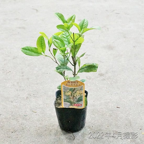 四季咲き金木犀 (キンモクセイ)苗の通信販売 | 秋に花が咲く植物 | ロハスプラザ