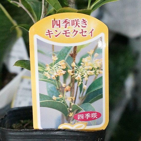 四季咲き金木犀 (キンモクセイ)苗の通信販売 | 秋に花が咲く植物