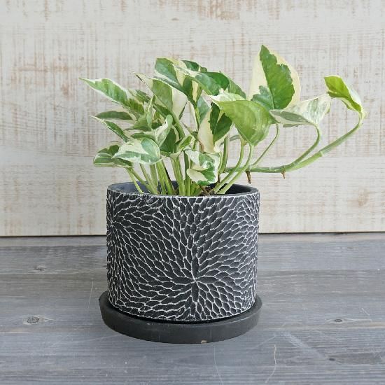植木鉢 直径14cm 高さ12cm 受け皿付きの通信販売 | LOHAS PLAZA