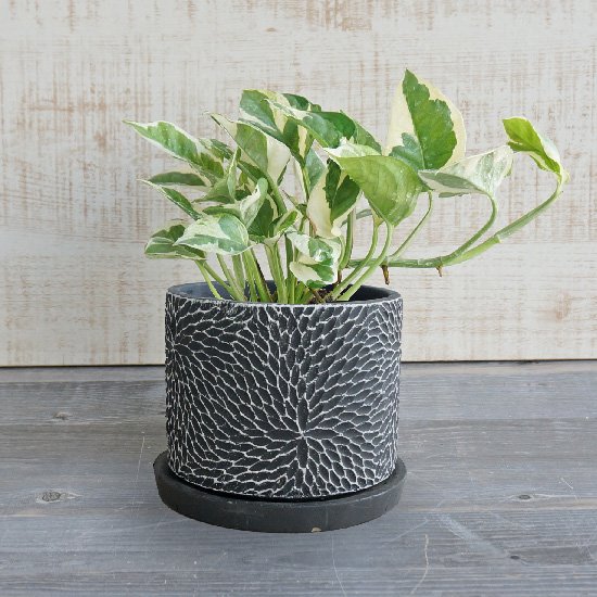ブラックグレーの植木鉢