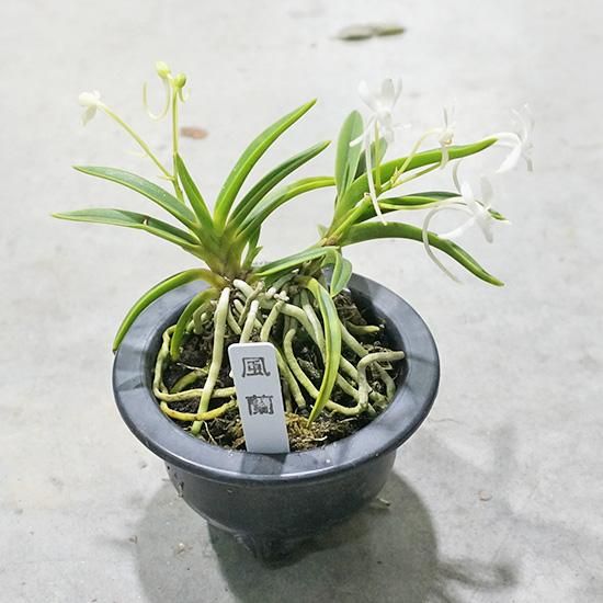 フウラン(富貴蘭) 苗の通信販売 | ロハスプラザ