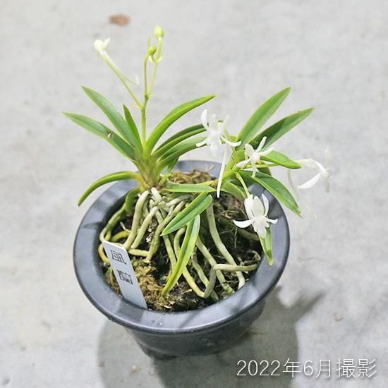 フウラン(富貴蘭) 苗の通信販売 | ロハスプラザ