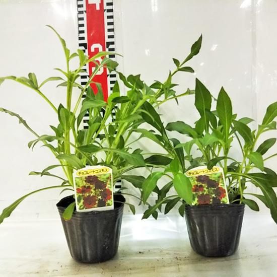 チョコレートコスモス苗の通信販売 | LOHAS PLAZA