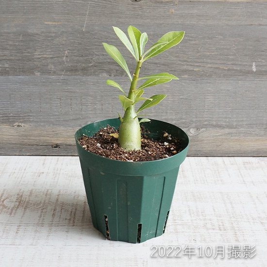 セール40%OFF】アデニウム 多肉植物の通信販売 | ロハスプラザ