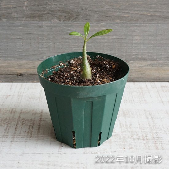 セール40%OFF】アデニウム 多肉植物の通信販売 | ロハスプラザ