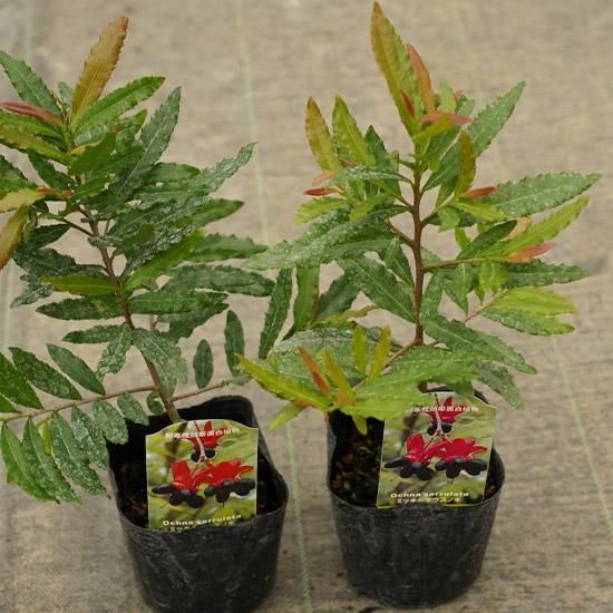 ミッキーマウスノキの苗の通信販売 | よい香りの花が咲く植木を