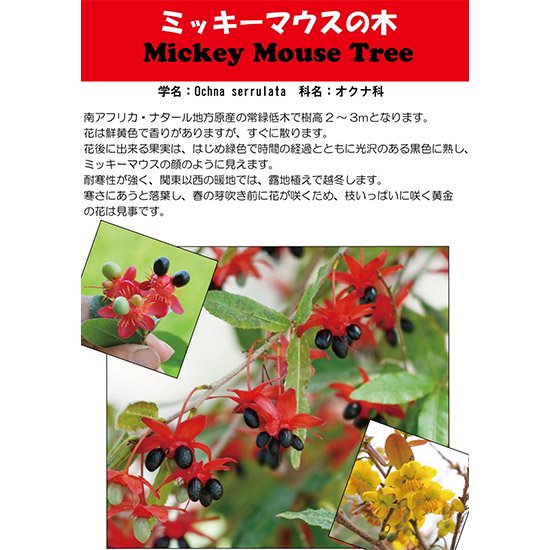 ミッキーマウスノキの苗の通信販売 | よい香りの花が咲く植木を販売 | ロハスプラザ