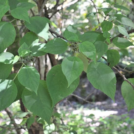 ママキ 3.5号苗の通信販売 | ロハスプラザ