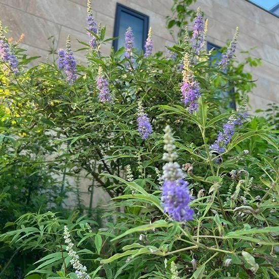 チョウセンニンジン木　苗木 チョウセンニンジン木 苗木 西洋ニンジンボク （ チェストツリー