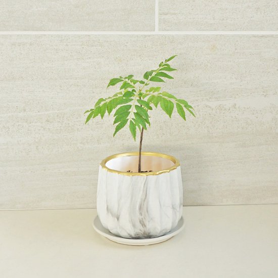 観葉植物におすすめの室内用受け皿付き植木鉢