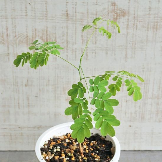 ホウオウボク4号鉢植えの通信販売 | 珍しいサボテン・観葉植物