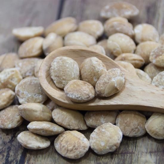 インカナッツ 5号 鉢植えの通信販売 | 珍しいサボテン・観葉植物