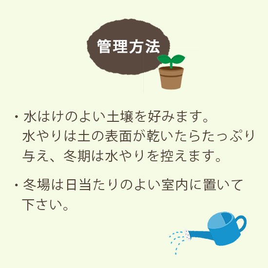 サチャインチ（インカナッツ、グリーンナッツ）の種 - マルシェ青空