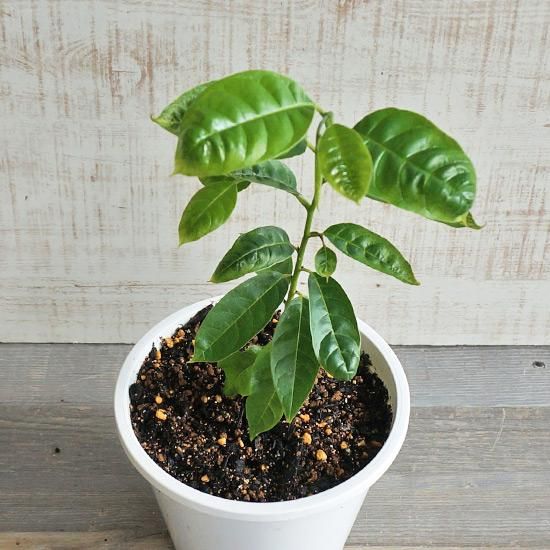 チク (サポジラ) 5号 鉢植えの通信販売 | 珍しいサボテン・観葉