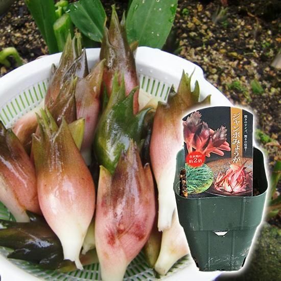 ミョウガ苗 3Kg 無農薬栽培オンライン アウトレット