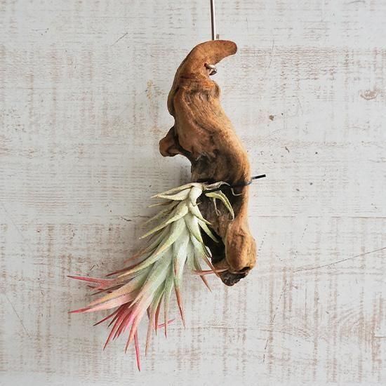 〈菫〉Tillandsia イオナンタ バンハイニンギー x ブルボーサベリーズ バンハイニンギー × ブルボーサベリーズ Tillandsia ionantha v