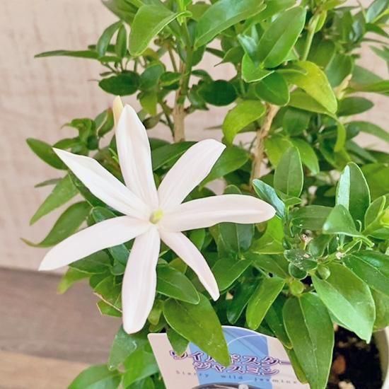 ワイルドスタージャスミン 4号鉢苗の通信販売 | ロハスプラザ