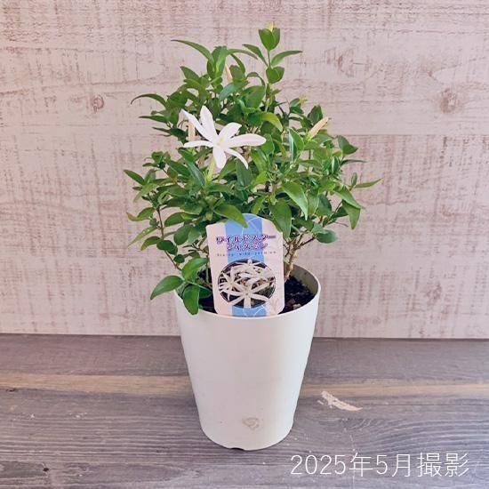 ワイルドスタージャスミン 4号鉢苗の通信販売 | ロハスプラザ