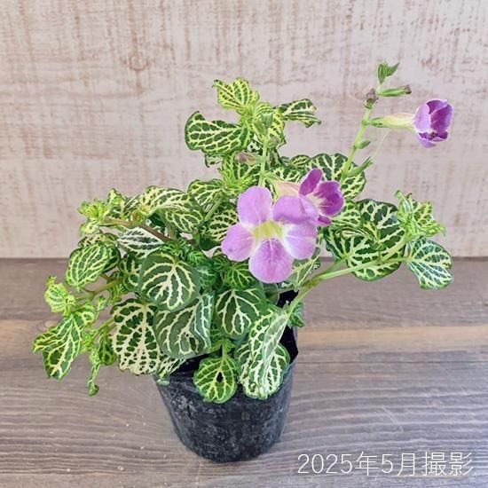 セキドウサクラソウ 赤道桜草 3号苗の通信販売 | ロハスプラザ