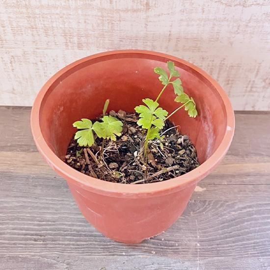 パセリ苗、イタリアンパセリ苗、カットパセリ、お問い合わせ、 ハーブ 苗 イタリアンパセリ（種類 栽培 ハーブガーデン ハーブティー