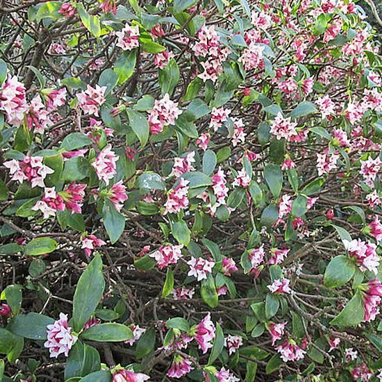 沈丁花 赤 いとわ