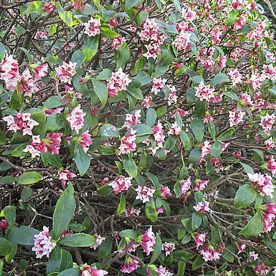 沈丁花 (ジンチョウゲ)苗の通信販売 | 春に花が咲く植物 | ロハスプラザ