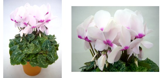 香りシクラメン 白 の通信販売 花の香りに癒されるおすすめの植物 苗木 花木の販売 ロハスプラザ