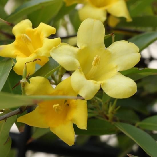 カロライナジャスミンの通信販売 春に黄色い花がたくさん咲くつる性植物 ロハスプラザ