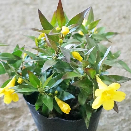 カロライナジャスミンの通信販売 春に黄色い花がたくさん咲くつる性植物 ロハスプラザ カロライナジャスミンの通信販売 春に黄色い花がたくさん咲くつる性植物 ロハスプラザ