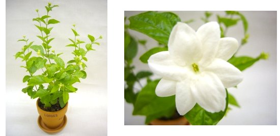 アラビアジャスミン苗の通信販売 夏に白い花が咲きよい香りがする植物 ロハスプラザ