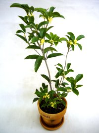 銀木犀 ギンモクセイ の通信販売 秋に白い花が咲く植物 ロハスプラザ