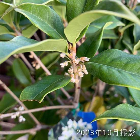 銀木犀 ギンモクセイ 苗の通信販売 秋に白い花が咲く植物 ロハスプラザ