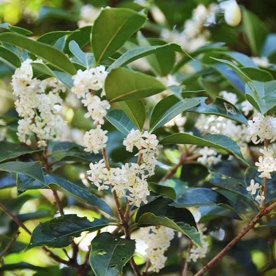 銀木犀 ギンモクセイ 6号鉢の通信販売 秋に白い花が咲く植物 ロハスプラザ