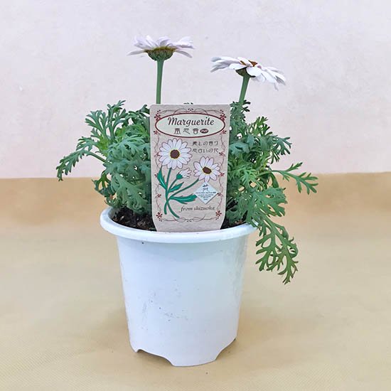 マーガレット (風恋香)苗の通信販売 | 花が長く楽しめる植物 | ロハスプラザ