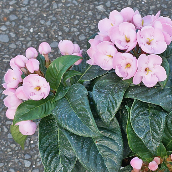 におい桜 4号鉢の通信販売 ロハスプラザ