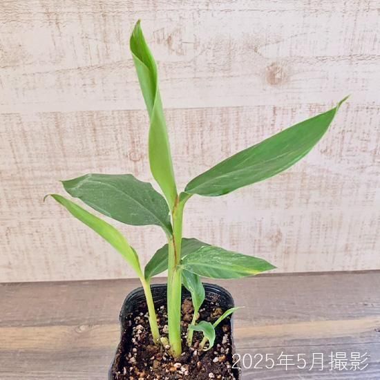 月桃 (ゲットウ)苗の通信販売| ゴキブリよけに効く天然アロマ植物