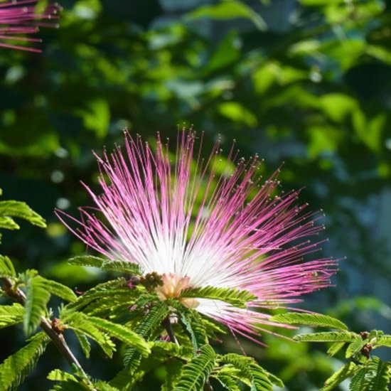 合歓の木 ねむのき の通信販売 夏にピンク色の花が咲く植物 ロハスプラザ