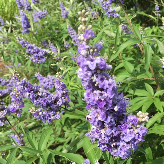 セイヨウニンジンボクの通信販売 夏に薄紫色の花が咲きよい香りがする植物 ロハスプラザ