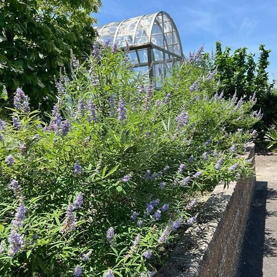 チョウセンニンジン木 70センチ 苗木 チョウセンニンジン - 山野草