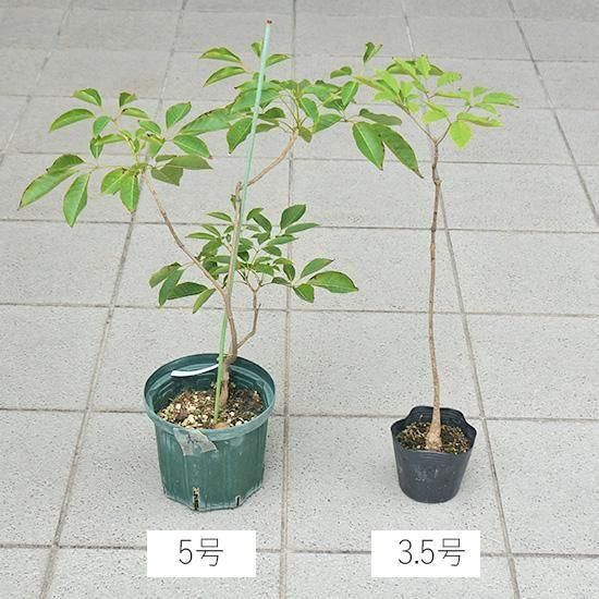 イペー 紅紫色系 接木苗 5号の通信販売 | ロハスプラザ