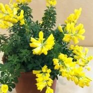 ボロニア苗の通信販売 春にピンク色の花が咲きよい香りがする植物 ロハスプラザ ボロニア苗の通信販売 春にピンク色の花が咲きよい香りがする植物 ロハスプラザ
