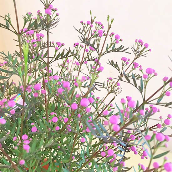 ボロニアの通信販売 春にピンク色の花が咲きよい香りがする植物 ロハスプラザ