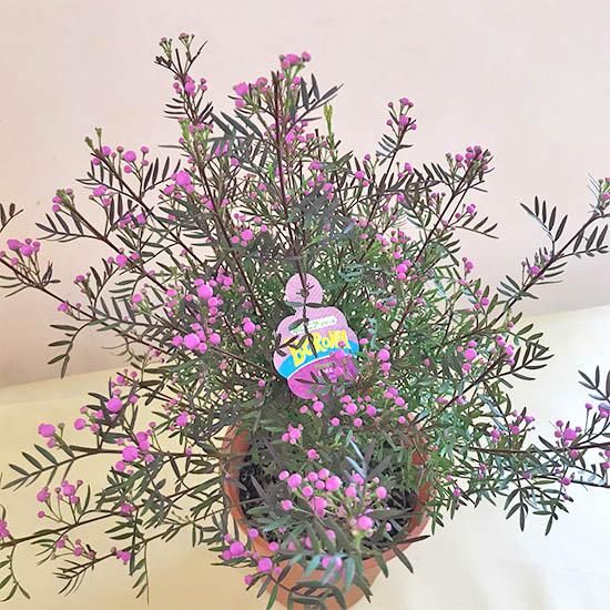 ボロニアの通信販売 春にピンク色の花が咲きよい香りがする植物 ロハスプラザ